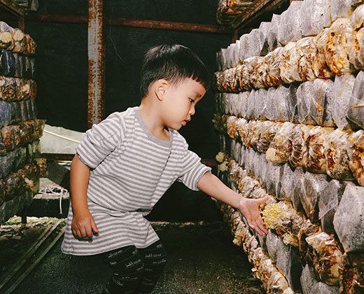 Mushroom Picking Fun & Field Experience