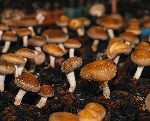 Family Mushroom Picking Adventure