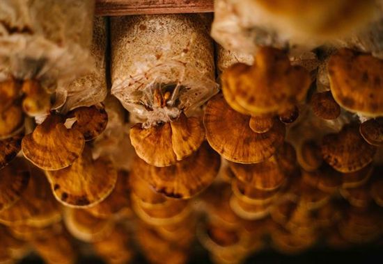 Understanding Ganoderma (Lingzhi)