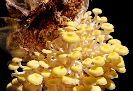 Mushroom Guide (B)