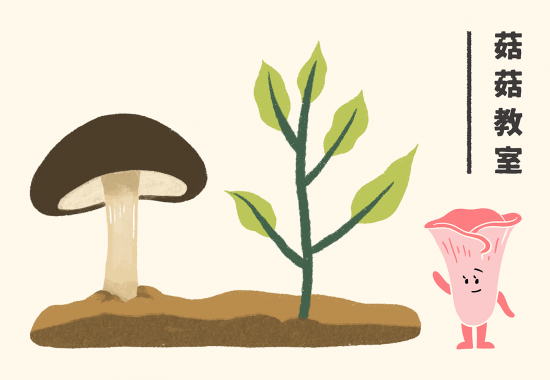 About Mushroom