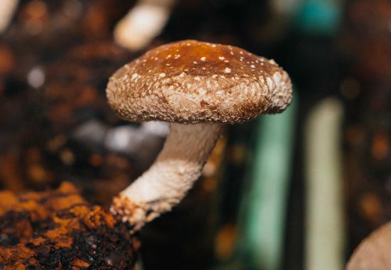 Mushroom Guide (A)