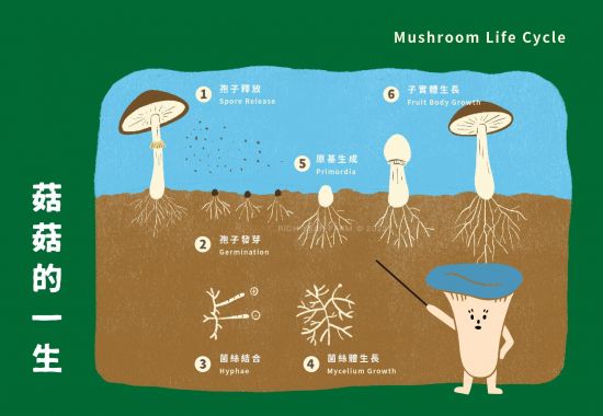 Mushroom Life Cycle