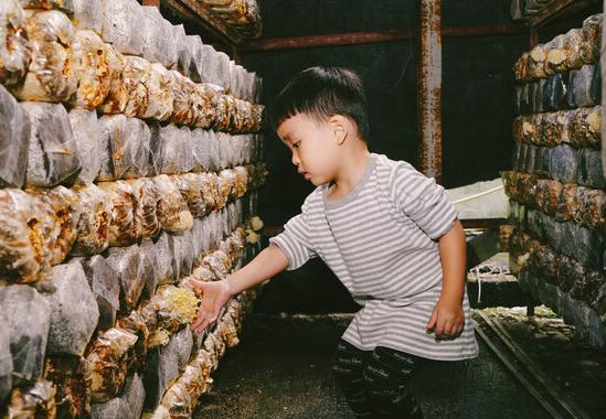 Mushroom Picking Experience & Mushroom Watering Management Experience