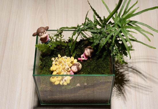蕈菇微型世界生態瓶DIY